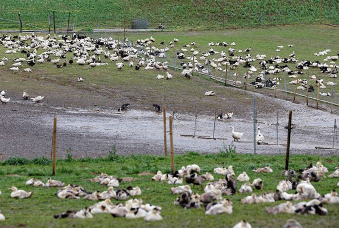 Ducks are pictured in a field at a poultry farm in Montsoue, France as the country continues a massive culling in three regions most affected by a severe outbreak of bird flu. REGIS DUVIGNAU/REUTERS