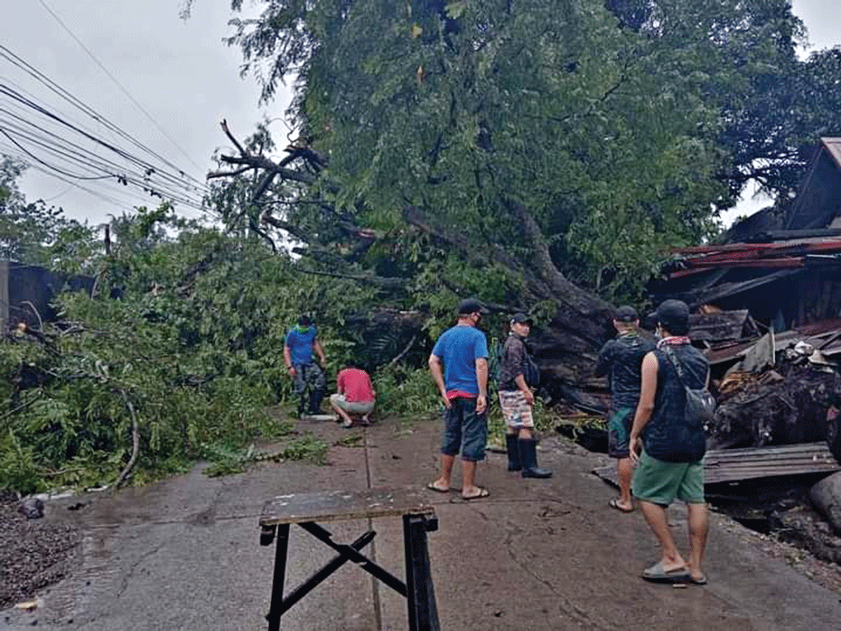 Uprooted Trees Down Bacolod Power Lines