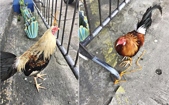 FIGHTING COCKS These are two of the six cocks recovered from an illegal cockfighting in Barangay Caano, Kalibo, Aklan recently. Gaffs/blades and three dead cocks were also found.