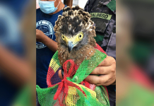 The Philippine serpent eagle (Spilornis holospilus) will undergo a check up before its release to its natural habitat. PENRO Iloilo