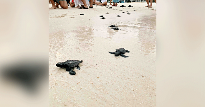 Baby Olive ridley sea turtles crawl to the sea. PHOTO BY CRIMSON RESORT & SPA BORACAY