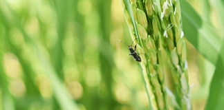 The rice grain bug or “tiangaw” is a small but fast-moving insect. This “new pest of rice” attacks during the flowering up to the milking stage of the rice plant. In Barbaza, Antique, the pest’s infestations caused decline in palay production yield and quality. DEPARTMENT OF AGRICULTURE - WESTERN VISAYAS