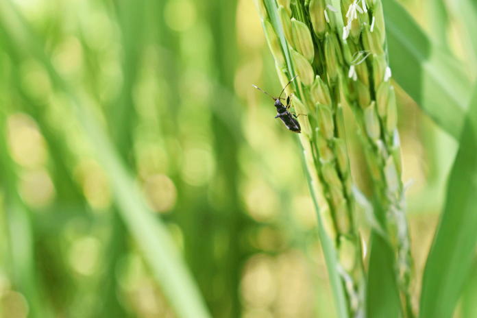 The rice grain bug or “tiangaw” is a small but fast-moving insect. This “new pest of rice” attacks during the flowering up to the milking stage of the rice plant. In Barbaza, Antique, the pest’s infestations caused decline in palay production yield and quality. DEPARTMENT OF AGRICULTURE - WESTERN VISAYAS