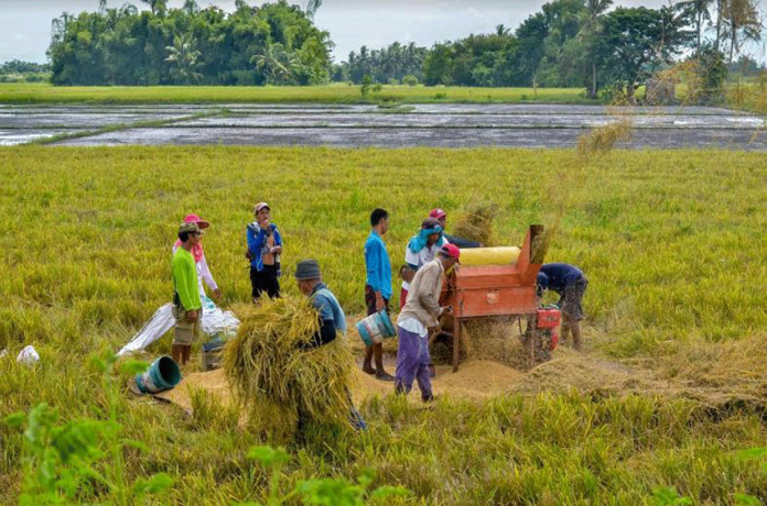 Farmers use a stationary machine thresher to separate the grains from the straw. IAN PAUL CORDERO/PN