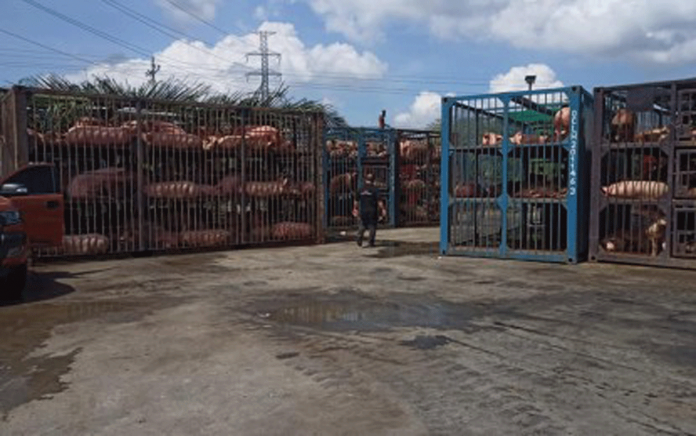 The Iloilo African swine fever task force inspects this Manila-bound hog shipment. Provincial veterinarian Dr. Daryl Tabuada says Iloilo is implementing stricter measures against ASF. OFFICE OF PROVINCIAL VETERINARIAN-ILOILO/FACEBOOK