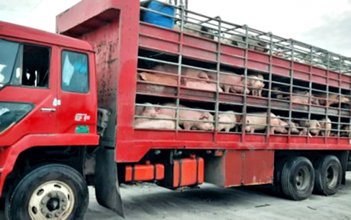 MARICAR A truck contains live hogs that will be shipped to the National Capital Region from the Western Visayas. TOMBOCON/DA-6 AMAD/VIA PNA