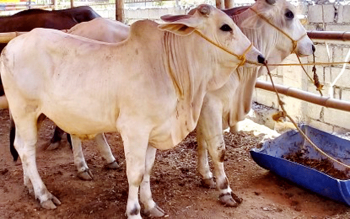 Negros Occidental has a steady increase in its cattle population in the past five years, according to the Provincial Veterinary Office. The PVO aims to further boost the cattle industry by pushing for the expansion of the service areas of artificial insemination. PNA BACOLOD FILE PHOTO