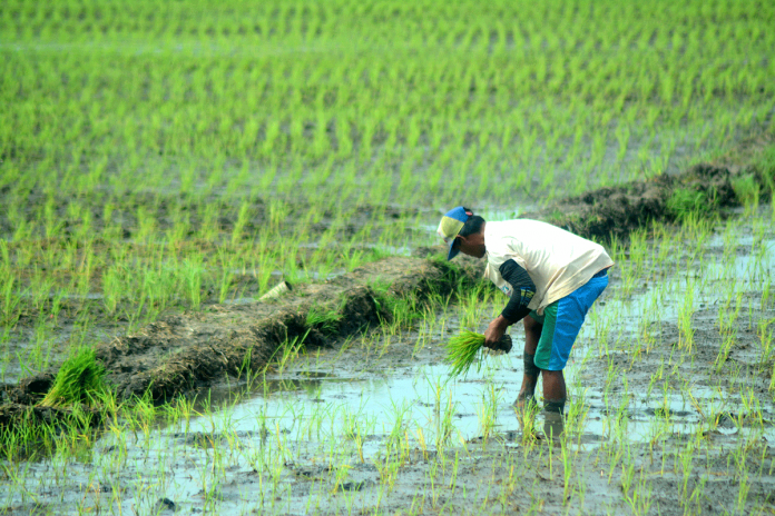 A rice farmer starts planting palay in the muddy rice field. As of Feb. 7, 1.7 million bags of high-quality inbred rice seeds were delivered to 957 municipalities from the target 55 provinces all over the country through the Rice Competitiveness Enhancement Fund-Seed program. IAN PAUL CORDERO/PN