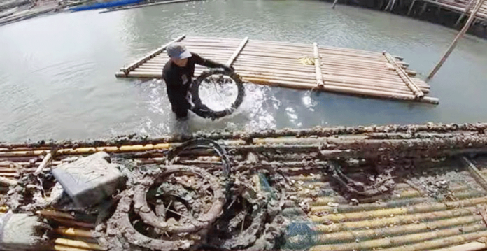 At an oyster farm in Roxas City, from under the water a man scoops out this circular contraption (used automotive rubber tires) where oysters are clinging.