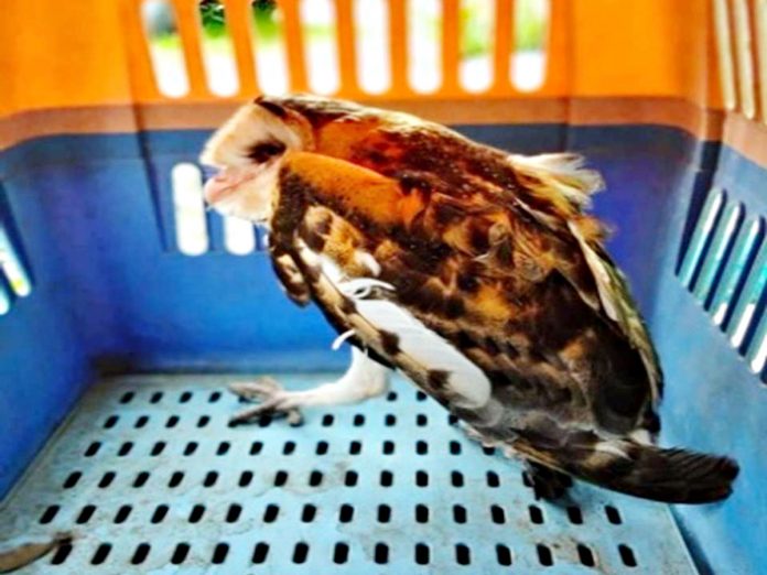 This injured Eastern grass owl is currently being kept at a temporary rescue center of the Community Environment and Natural Resources Office in Barangay Kirayan Tacas, Miag-ao, Iloilo.