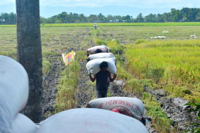 Farmers carry sacks of newly harvested palay as they traverse the muddy field. IAN PAUL CORDERO/PN