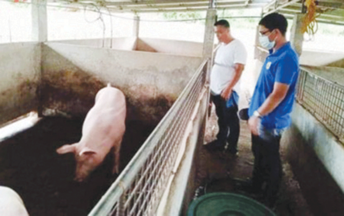 An animal technician (right) visits a pig farm in Antique province to check on the health condition of the hogs. The Provincial Veterinary Office said on Tuesday that it is important for the hog raisers to coordinate immediately with their technicians to prevent their animals from acquiring pneumonia. ANTIQUE PROVET