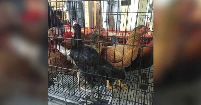 These native chickens are placed inside a cage. In Iloilo City, 14 villages avail native chicken stocks from the Department of Agriculture – Western Visayas. ACSAYSON/DA WV – DRRMO