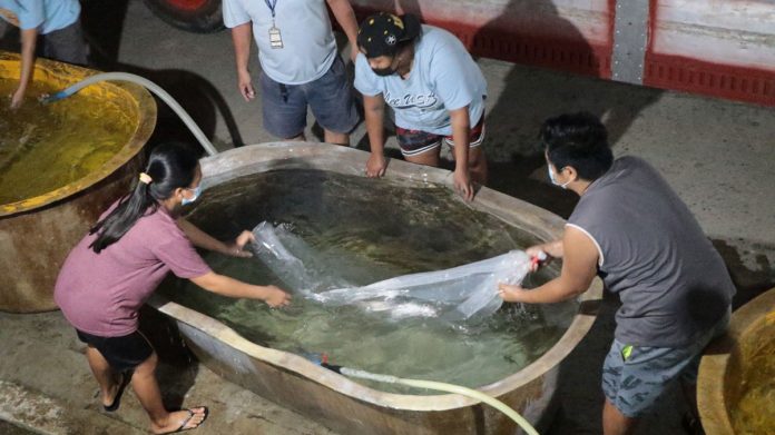 Youth graduates of the training program of the Southeast Asian Fisheries Development Center Aquaculture Department assist in the stocking of milkfish breeders at the newly-constructed broodstock facilities of the research center in Tigbauan, Iloilo. JF ALDON