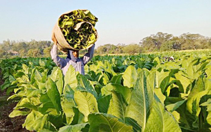 A farmer walks through a tobacco plantation while carrying harvested tobacco leaves. NATIONAL TOBACCO ADMINISTRATION FACEBOOK PAGE