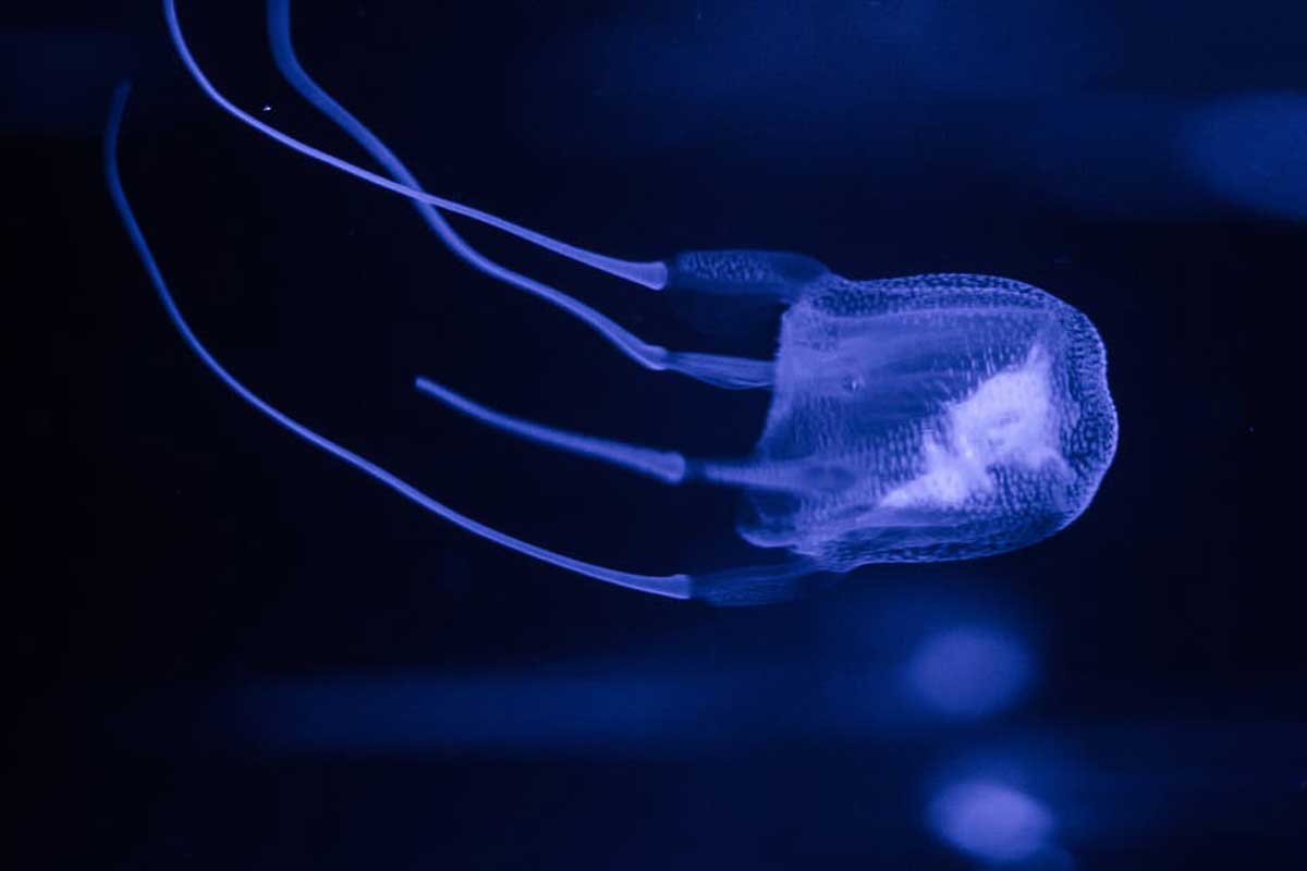 australian-box-jellyfish-antidote-for-the-world-s-most-venomous