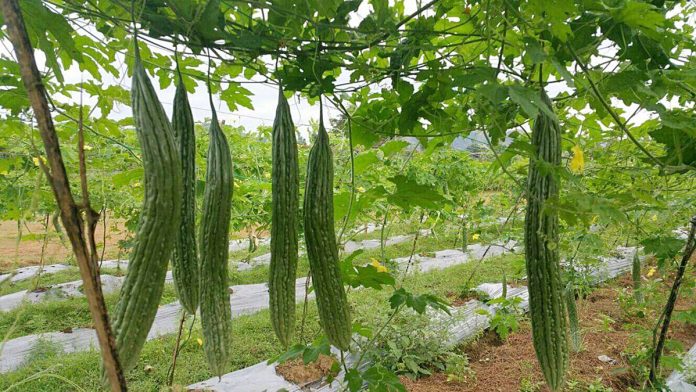 These organic ampalaya are produced by Uswag Durog Farmers’ Association members in Sibalom, Antique. The association has an organic backyard vegetable production project supported by the Department of Agriculture. It was able to harvest about 798 kilos of bitter gourd from a .25-hectare farmland on Dec. 26, 2020.