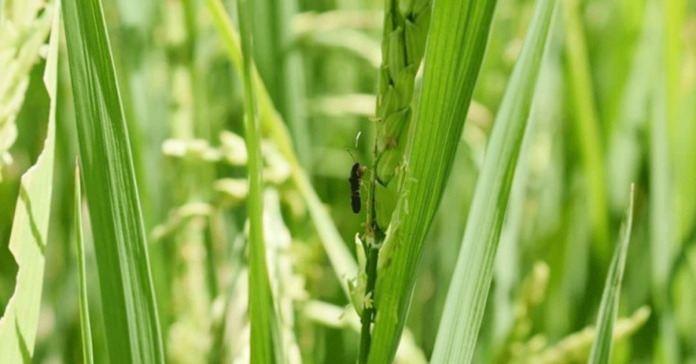 RICE GRAIN BUG. A rice grain bug feeds on milk grain. It can infest rice fields anywhere, especially in rain-fed and upland areas. DA-6 BARBAZA MAO