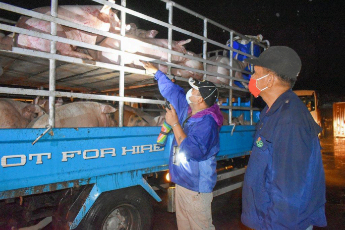 WESTERN VISAYAS PORK SUPPLY FOR NCR. Quarantine personnel of the Department of Agriculture inspect this van carrying live hogs at the Iloilo Commercial Port Complex in Lapuz, Iloilo City. A total of 42,850 swine heads have been transported to Luzon as of Feb. 25 this year. JV DE GUZMAN/DA