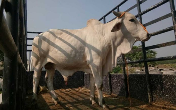 The Provincial Animal Genetic Improvement Program of Negros Occidental offers bull loan service to cattle raisers. One of the recent deliveries of the Provincial Veterinary Office under the program is a pure brahman junior bull loaned to a businessman with a cattle multiplier farm in Murcia town. PVO-NEGROS OCCIDENTAL