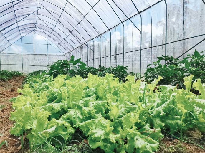 The Tubungan Vegetable Producers Association grows vegetables like lettuce and pechay organically in more than 100 hectares of farm areas in Tubungan, Iloilo. The town adopts green farming to produce safe and healthy food. DA-6