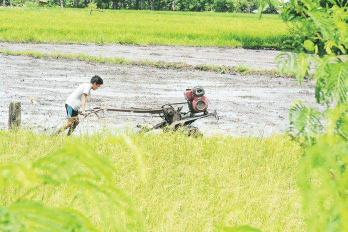 Using a farm tiller, this man plows the muddy rice field amid the scorching heat of the sun. With the distribution of farm machineries in Aklan, the farm productions are expected to increase and the cost of production, especially in labor, is minimized. PN FILE PHOTO