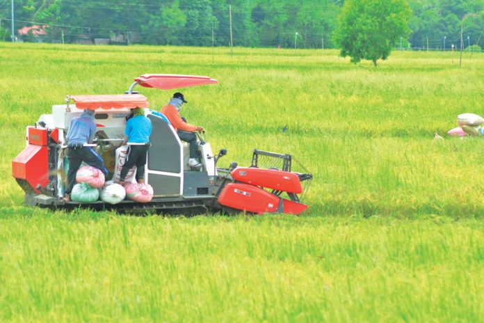 Using a harvester, these farmers harvest palay in Barangay Payao, Sta. Barbara, Iloilo. With the Rice Tarrification Law in place, the Department of Agriculture expects that the country’s palay production will reach 20 million metric tons this year. PANAY NEWS PHOTO