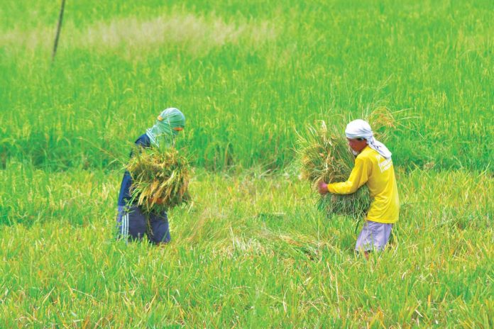 These farmers carry rice stalks they harvested in Barangay Payao, Sta. Barbara, Iloilo. NEDA Regional Director Meylene Rosales says the government should give bigger budget to the agriculture sector in 2022 to help farmers and fisherfolk increase their income. PN FILE PHOTO