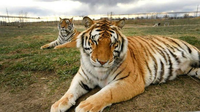 The two tigers rescued from a zoo and featured in the Netflix documentary series “Tiger King.” GETTY IMAGES