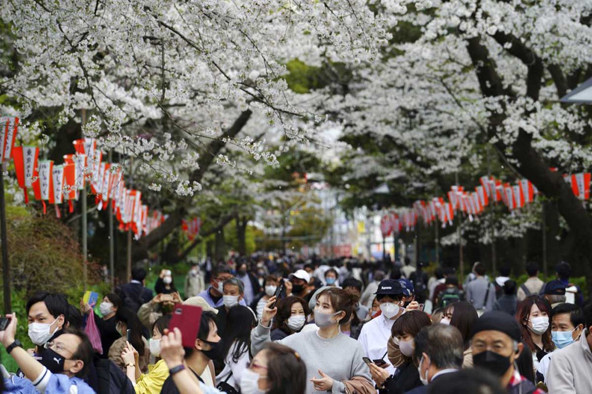 Cherry blossoms bloom early as climate warms