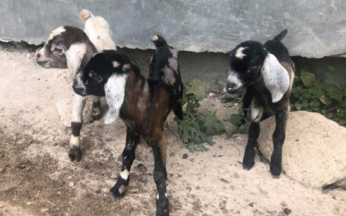 The Negros First Ranch in Barangay Sta. Rosa, Murcia, Negros Occidental produces the first locally born dairy goat triplets with an Anglo-Nubian breed on April 18, 2021. The provincial government is scaling up its dairy goat production by increasing animal population through an infusion of island-born types. PVO-NEGROS OCCIDENTAL