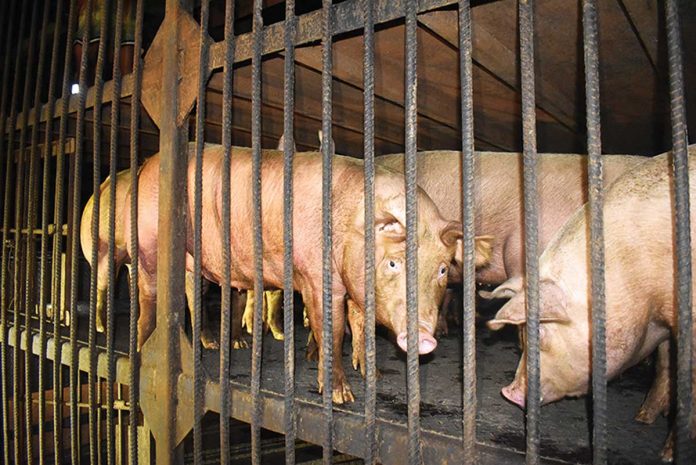 These live pigs will be transported from Negros Occidental to other parts of the country. The province’s commercial and backyard hog raisers recently sent 577 heads in a single shipment to Luzon via Batangas Port. DA-RAFIS 6