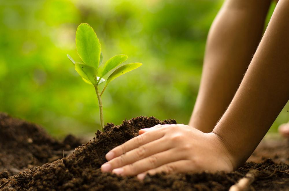 DENR 6 Suggests Planting productive Trees