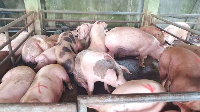 Antique remains an African swine fever-free province. To protect the multi-million hog industry, sellers and consumers should be vigilant against the virus. MA ALBERT ESTOYA VIA DA-6