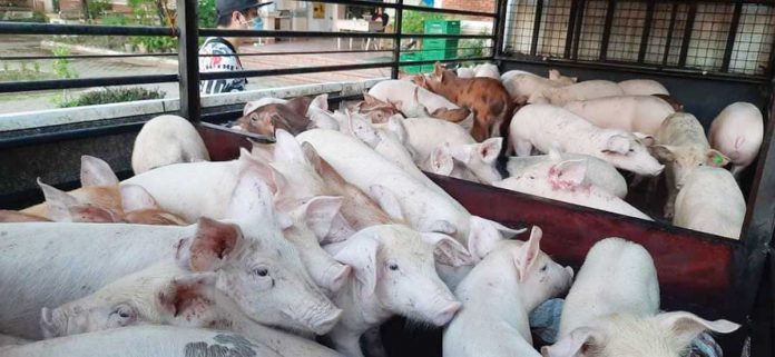 The Department of Agriculture approves P5.62 billion worth of loans to fund the hog repopulation and rehabilitation program amid the African swine fever outbreak. This move aims to revive the badly-hit swine industry in the country. DA-6