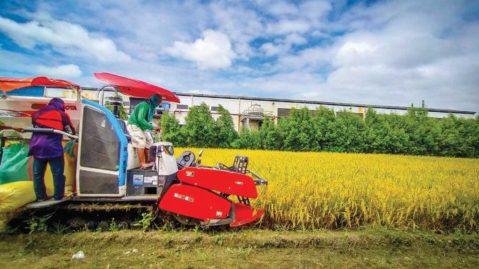 Using harvester, these farmers harvest rice crops in San Miguel, Iloilo. With the passage of Executive Order No. 135 which seeks to stabilize rice supply in the Philippines, some senators say local farmers will suffer. PANAY NEWS PHOTO