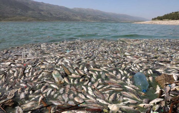 Dead fishes are seen floating in Lake Qaraoun on the Litani River, Lebanon on April 29, 2021. REUTERS/MOHAMED AZAKIR