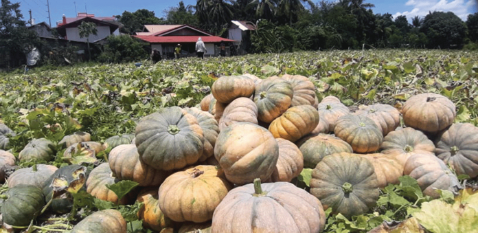 Despite the devastating effects of the pandemic, the agriculture sector in Western Visayas continues to progress and the farmers were blessed with bountiful harvest. The evidence are these freshly picked squashes in Barangay Tigum, Pavia, Iloilo. Squash is one of the commonly grown vegetables in the Philippines. Kalabasa is usually grown in backyards and on a commercial scale for its immature fruits, young shoots, flowers, and seeds. JAP FAJARDO/PN