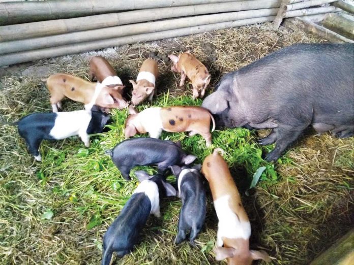 These native pigs were raised by a farmer in Pototan, Iloilo. For over a decade, Joefel Resol raises native pigs organically and feed them with fermented feeds he formulated. He also advocates for organic farming and encourages Ilonggos to try it. He says, “With native pigs, maka-minus ka sa tubig kay may turugban naman. Ang kadamuon sang bata sang commercial hogs, kaya man sang native pigs.” DA-6