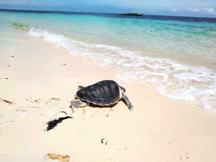 Olive ridley sea turtles have nesting sites all over the world, on tropical and subtropical beaches. During nesting, they use the wind and the tide to help them reach the beach. Females lay about a hundred eggs, but may nest up to three times a year. The nesting season is from June to December. DENR-6 PHOTO