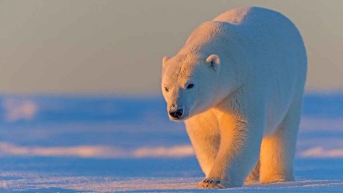 Arctic National Wildlife Refuge is home to many important species, including polar bears, caribou, and wolves. GETTY IMAGES