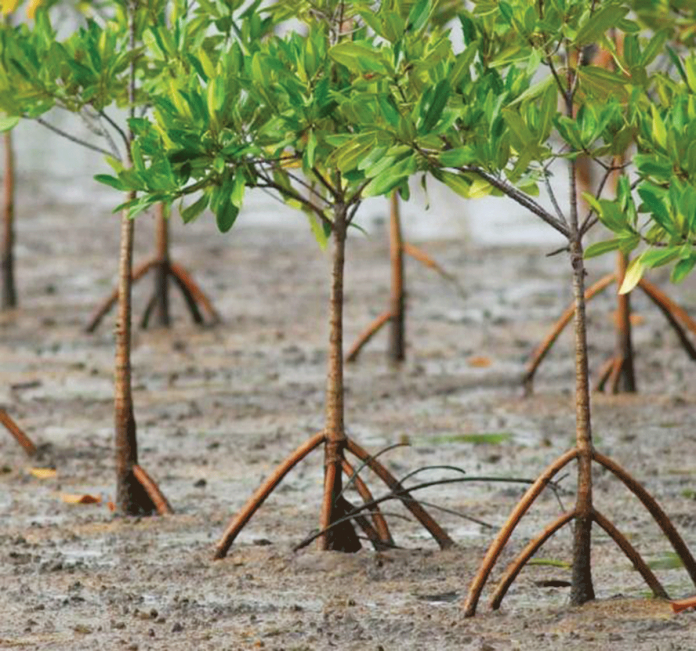 Mangroves serve as Earth’s natural defense against climate change by absorbing and storing carbon dioxide. Protecting and restoring them is one way to curb climate change. YAHOO.NEWS