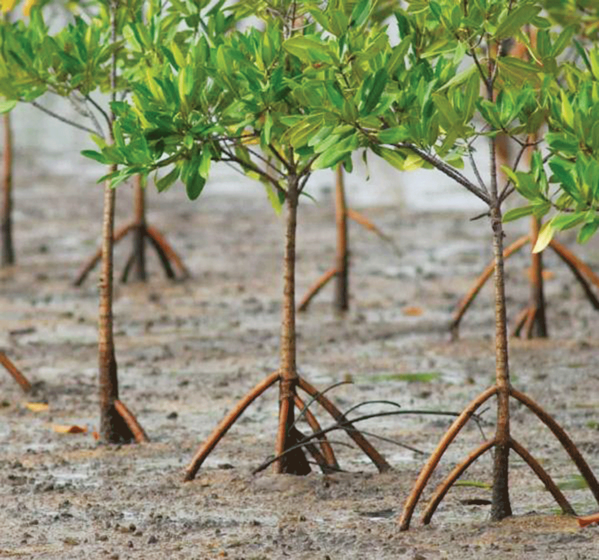 Globe Zsl Join Hands With Iloilo Fisherfolks For Mangrove Conservation Project