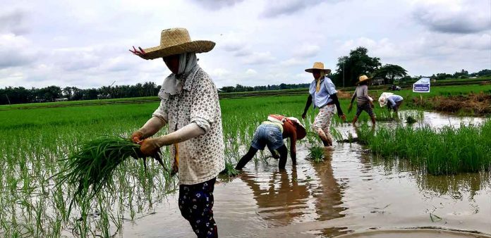 Farmers plant rice in Barangay Dawis, New Lucena, Iloilo. Food safety is more than proper preparation on the table. It should start in the farm, according to the Department of Health. JAPHET FAJARDO/PN