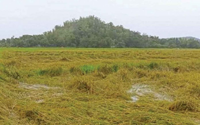 A flooded rice farm in Pontevedra, Negros Occidental after the heavy rains brought by Tropical Storm Dante in the first week of June 2021. Some P8.3 million in production losses were reported by crop farmers and animal raisers as of June 8. OPA-NEGROS OCCIDENTAL