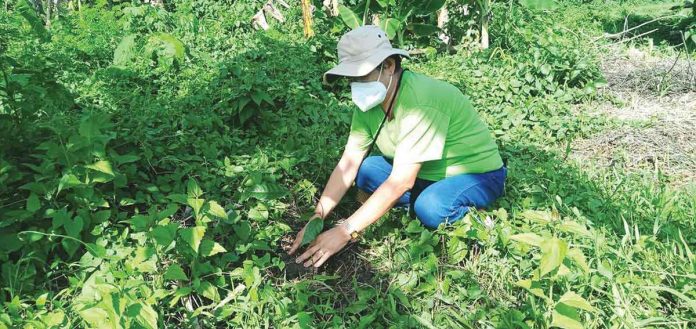 A municipal government employee of New Lucena, Iloilo plants a tree in line with the National Arbor Day and in support of the provincial government’s “Tanum Iloilo” program. Proclamation No. 396 enjoined the “active participation of all government agencies, including government-owned and controlled corporations, private sector, schools, civil society groups and the citizenry in tree planting activity.” PHOTO BY SANSAN LUMAWOD MOTA