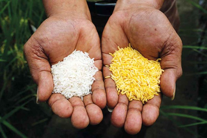 On Friday, the Philippines becomes the first country in the world to approve the commercial production of the genetically modified "golden rice." The rice is enriched with the vitamin A-precursor beta-carotene to make it more nutritional. Experts hope that this will combat childhood blindness and save lives in the developing world. REUTERS FILE PHOTO/ERIK DE CASTRO