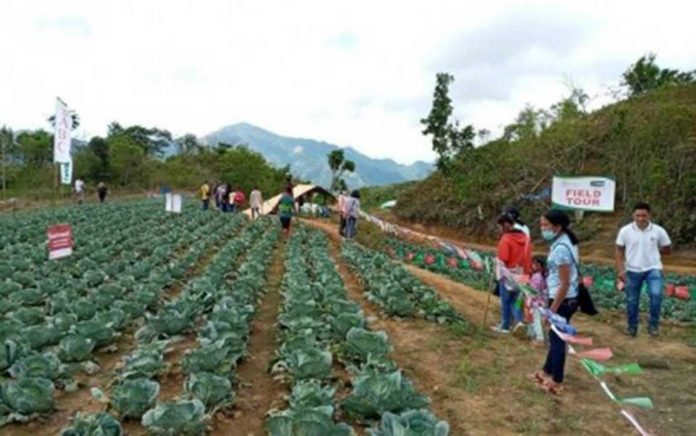 Farmers in Barangay Aningalan, San Remigio, Antique produce cabbage and other high-value crops. The Office of the Provincial Agriculturist is constructing seven greenhouses in Barangay Aningalan to boost the income of farmers. PHOTO BY SAN REMIGIO LGU