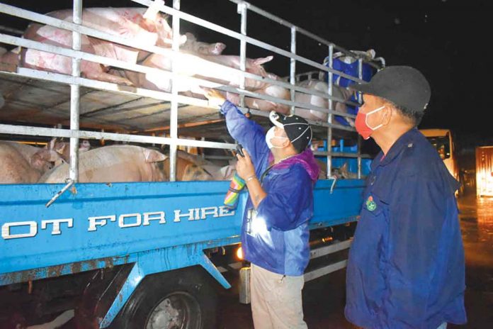 Personnel of the Department of Agriculture conduct random inspections of hogs that will be shipped to Metro Manila. In terms of pork sufficiency, DA-6 regional director Remelyn Recoter says Western Visayas has enough pork, which stands at 285 percent. The region has a net surplus of 126, 747 metric tons. DA-6