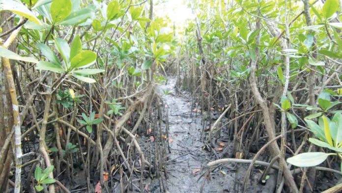 Mangroves serve as breeding grounds for numerous marine species that thrive above and below the waterline. They also help fight global warming by removing carbon dioxide from the atmosphere, and protect coastal areas from violent storm surges and floods by becoming natural barriers.